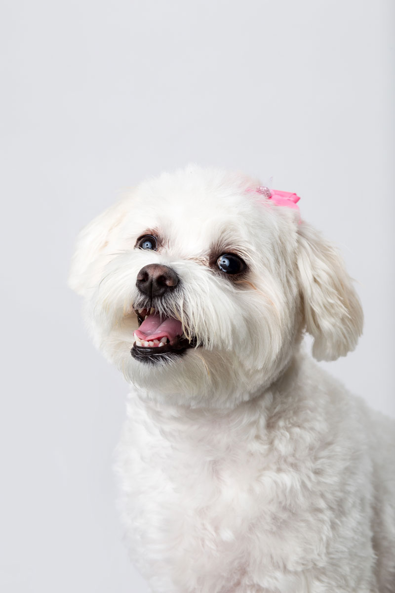 Dog Portrait