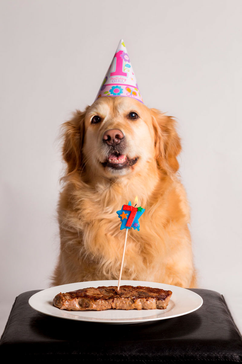 Dog Birthday